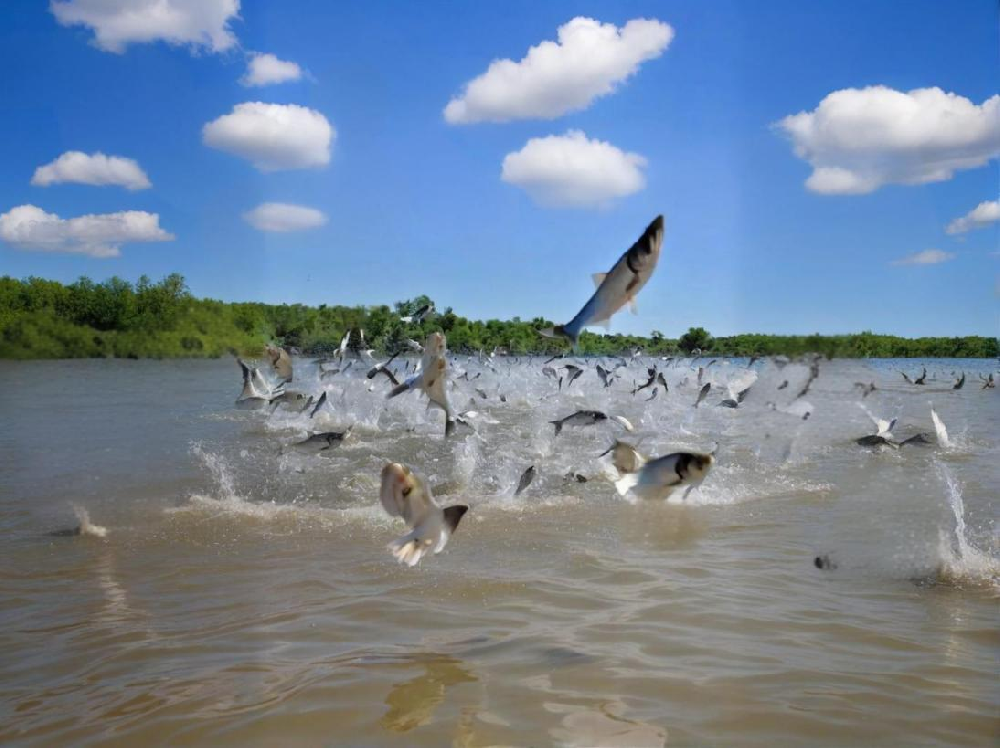 如何鑒別水產(chǎn)品中是否含有甲醛？