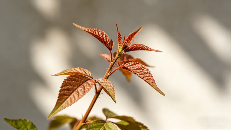 植物病害診斷儀哪個好 品牌優(yōu)勢對比