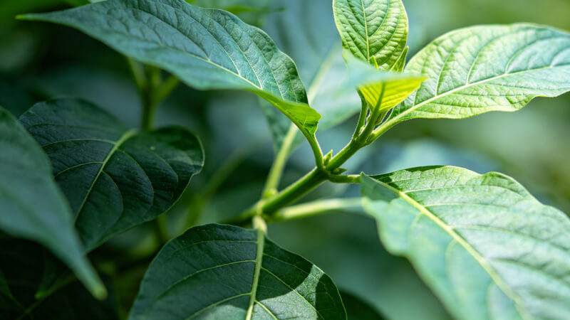 光合作用測(cè)定儀怎么選 農(nóng)業(yè)科研院所推薦選用儀器推薦